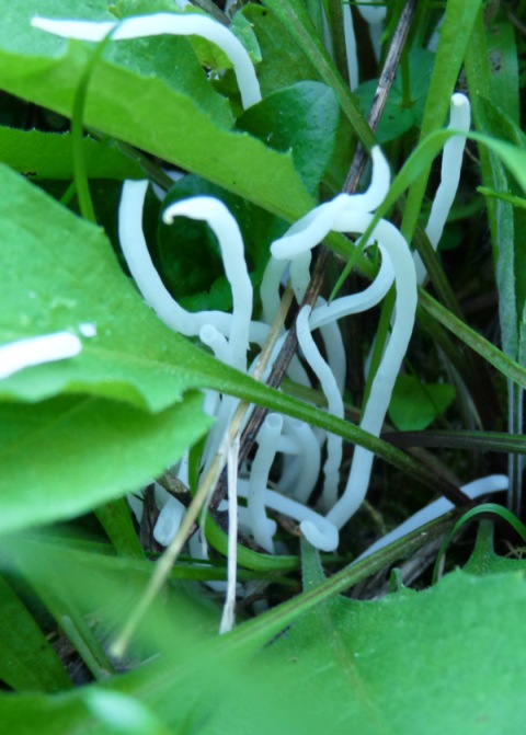 Altro strano fungo dalla Croazia